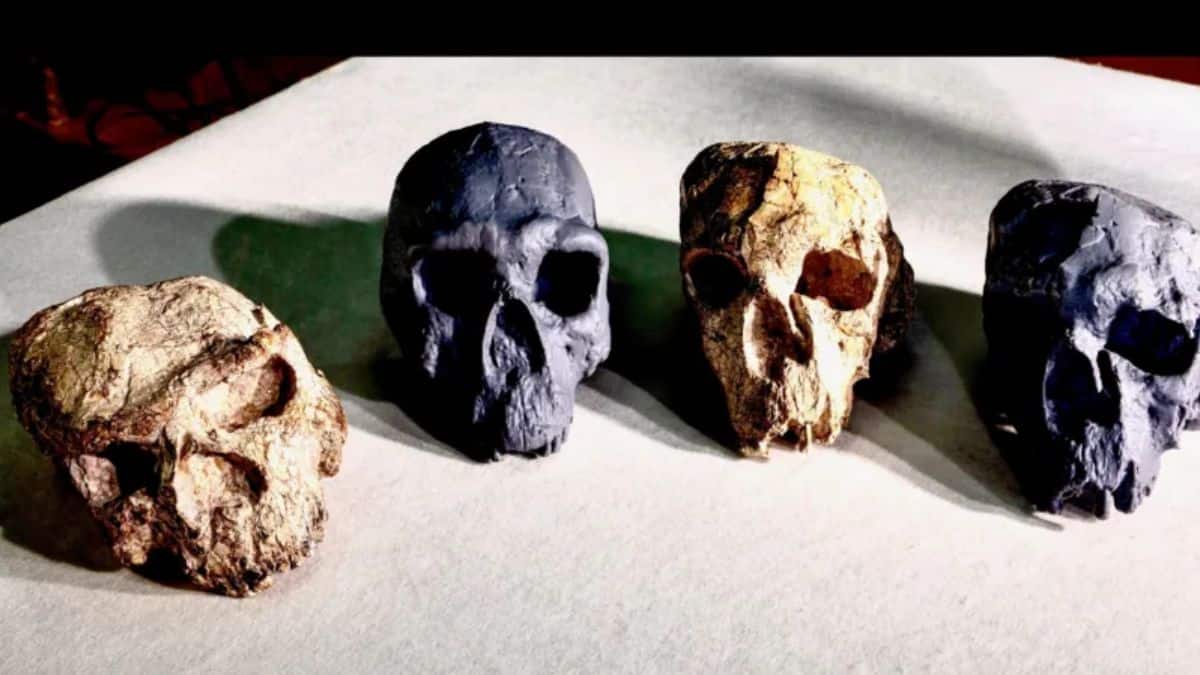How the discovery of a million-year-old human skull in China can rewrite evolution