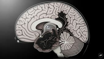 Representiative Image. AI Generated 