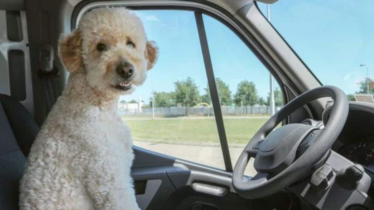 Is this fur-real? Why has an Italian city introduced a dog tax?