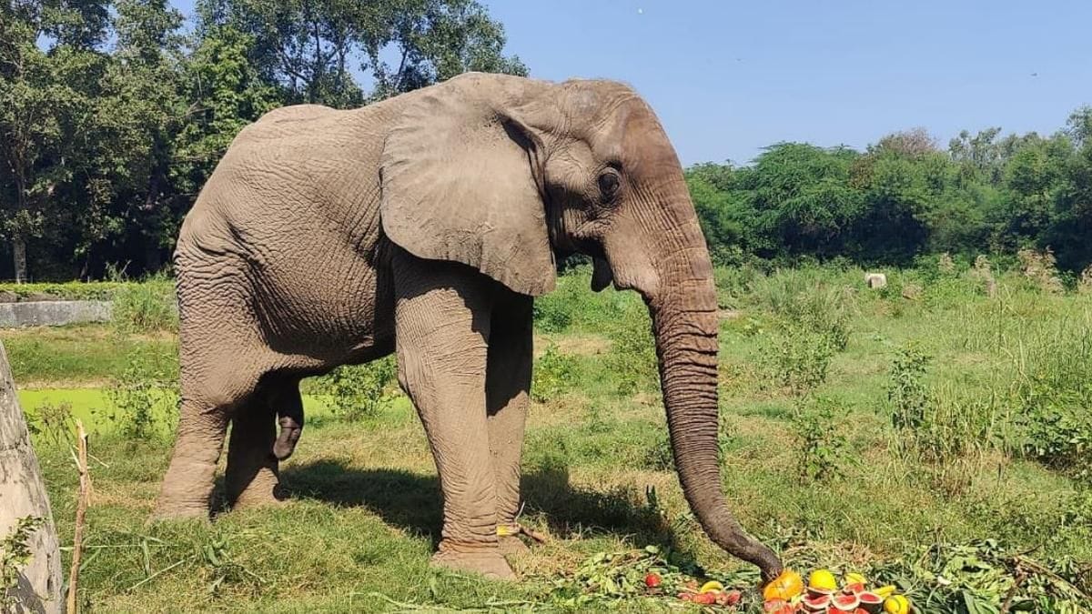 How Shankar, the lonely African elephant in Delhi zoo, met a tragic end