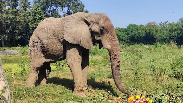 How Shankar, the lonely African elephant in Delhi zoo, met a tragic end