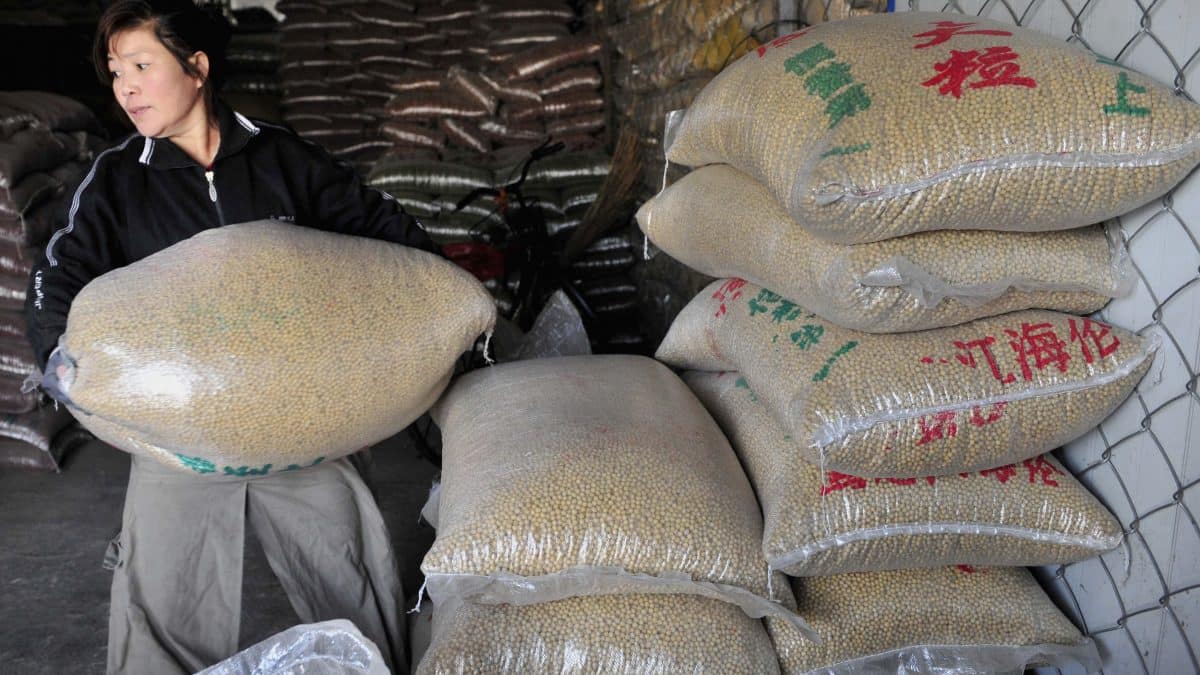 Argentina wins US-China trade war with a  bn bailout and soaring soyabean sale