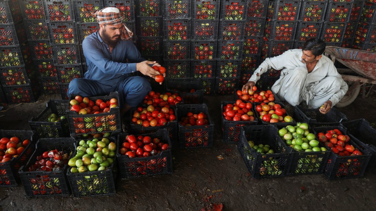Tomato prices soar 400%: How shutting down of Afghanistan border is hurting Pakistan Tomato prices soar 400%: How shutting down of Afghanistan border is hurting Pakistan