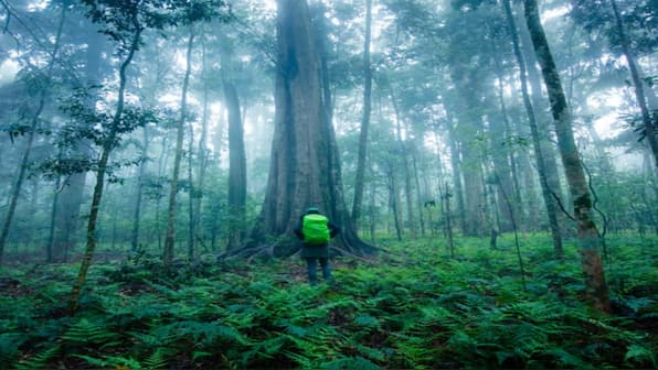 Australian rainforests leaking more carbon than they absorb: New study raises concerns over climate change
