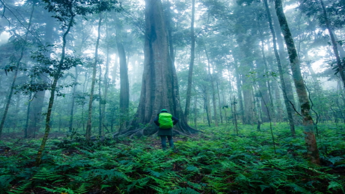 Nearly 50 years of data collected from tropical forests across Queensland has revealed the environment’s crucial carbon sink could be under threat. AMC Nearly 50 years of data collected from tropical forests across Queensland has revealed the environment’s crucial carbon sink could be under threat. AMC