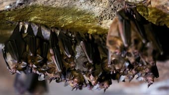 Bats hang inside a cave in Cerro Azul, a large area protected for its archaeological importance, in San Jose de Guaviare, Colombia, September 23, 2024. Representational Image/Reuters