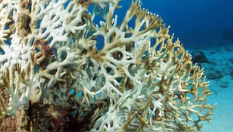 Bangladesh’s coral reefs are bleaching.