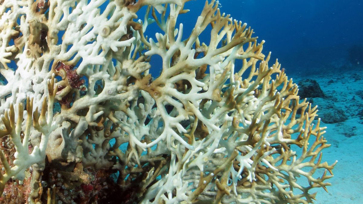 Bangladesh’s coral reefs are bleaching. Bangladesh’s coral reefs are bleaching.