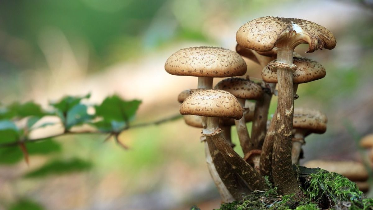 The mushroom that you eat can power your laptop: Scientists find an alternative to rare earth-powered chips The mushroom that you eat can power your laptop: Scientists find an alternative to rare earth-powered chips