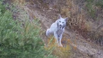 A white Iberian Lynx. Image credit: Breaking911/X 