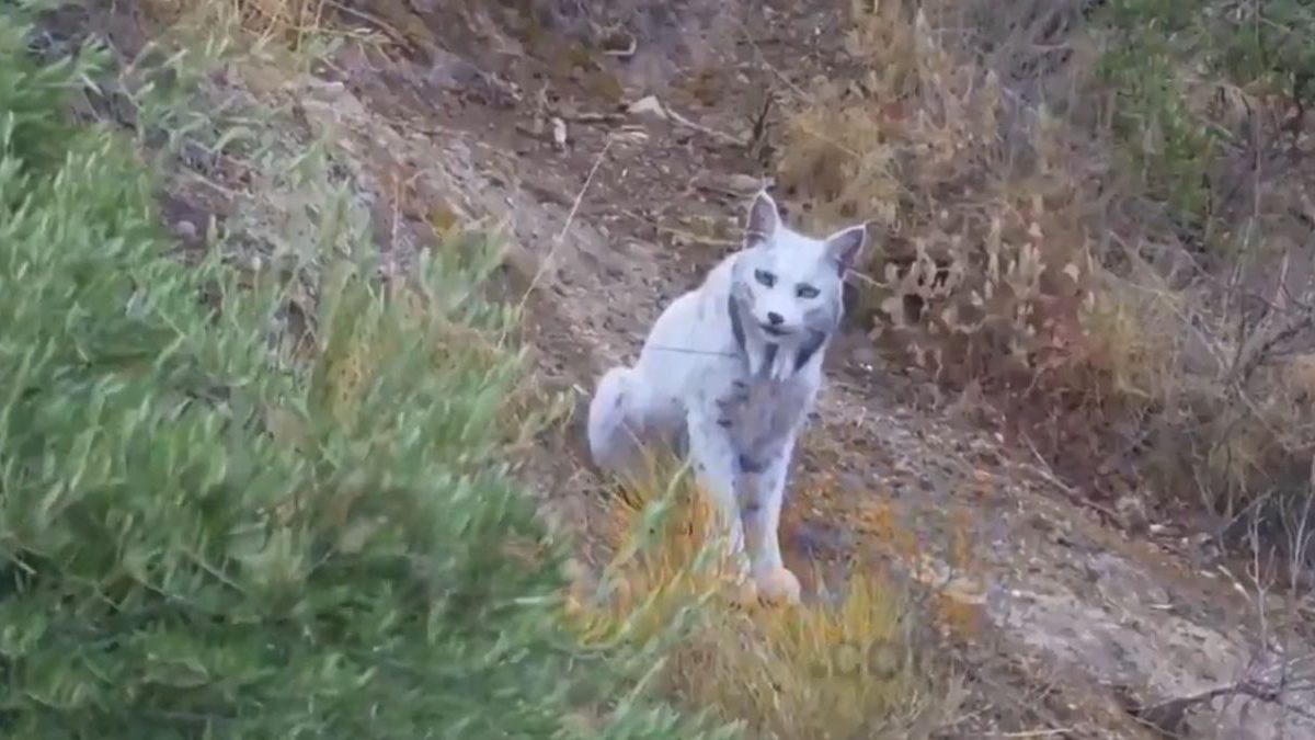 White Iberian lynx is not mythical, photographer captures leucistic big cat in Spain | Watch White Iberian lynx is not mythical, photographer captures leucistic big cat in Spain | Watch
