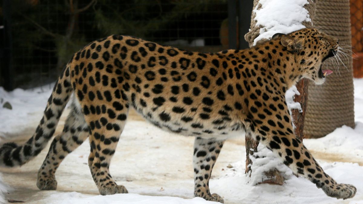 Warum Nordkorea seine Wildtiere bis an den Rand der Ausrottung frisst