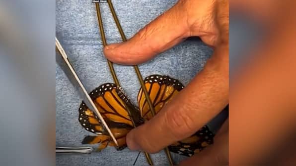 Watch: Injured monarch butterfly gets a wings transplant, flies again