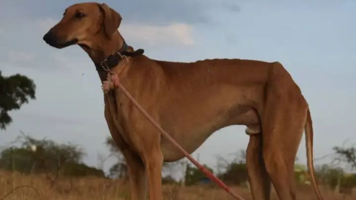 From royal homes to borders: Why Rampur and Mudhol Hounds, Indian dog breeds, are special From royal homes to borders: Why Rampur and Mudhol Hounds, Indian dog breeds, are special