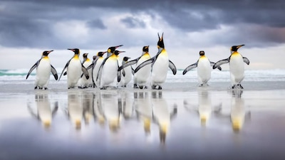A group of King penguins on a beach with their reflections visible in the shallow water. (Representational image)