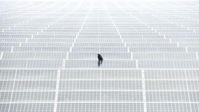 A lone bird rests on a vast field of solar panels along the highway, an unexpected symbol of nature amidst human innovation. Image Courtesy: Alex Pansier/Bird Photographer of the Year