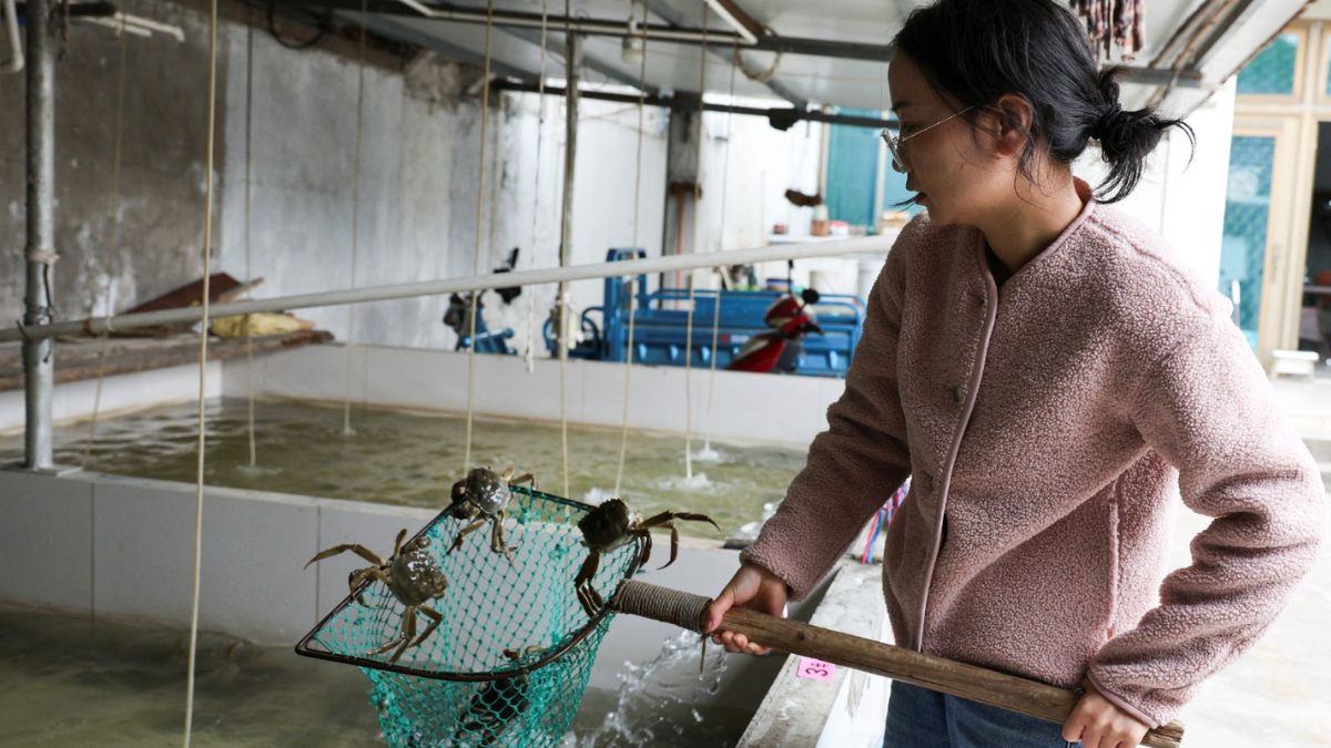 Hairy crab farmer Tie Dandan uses a net to display hairy crabs from a tank at Suzhou Fishery Aquatic Products Co., Ltd. in Suzhou, Jiangsu province, China. IReuters) Hairy crab farmer Tie Dandan uses a net to display hairy crabs from a tank at Suzhou Fishery Aquatic Products Co., Ltd. in Suzhou, Jiangsu province, China. IReuters)