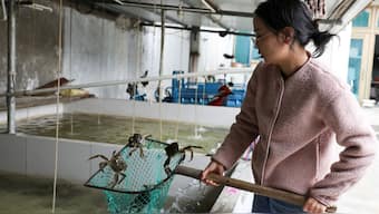 Hairy crab farmer Tie Dandan uses a net to display hairy crabs from a tank at Suzhou Fishery Aquatic Products Co., Ltd. in Suzhou, Jiangsu province, China. IReuters) 