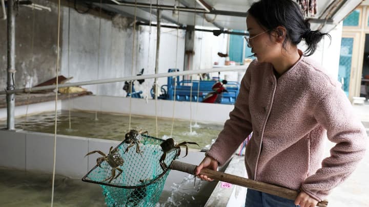 China’s hairy crab farmers struggle to survive rising heat and erratic summers China’s hairy crab farmers struggle to survive rising heat and erratic summers
