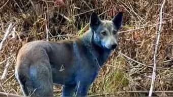A group called Dogs of Chernobyl, which looks after the stray population in the exclusion zone, recently shared a video showing several dogs in striking shades of blue wandering near abandoned buildings. Image courtesy: Instagram/@DogsofChernobyl