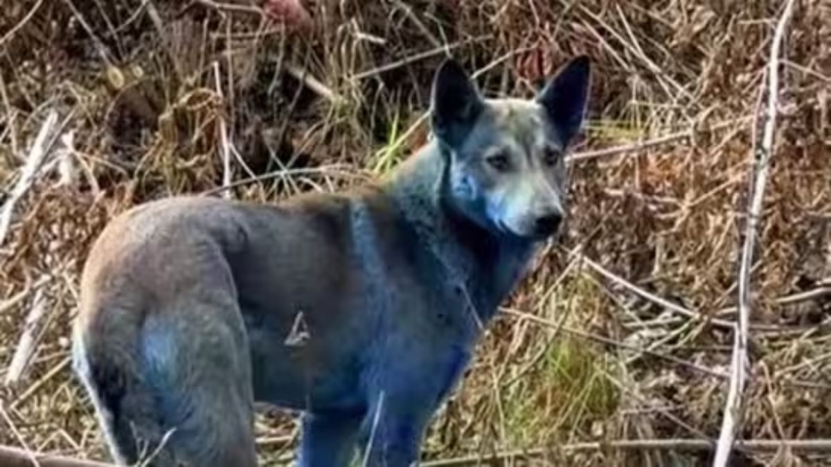The mysterious story of Chernobyl’s dogs turning blue The mysterious story of Chernobyl’s dogs turning blue