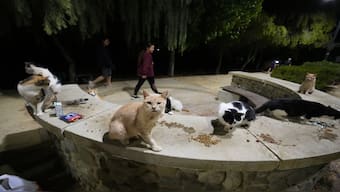 Women walk by cats at a park in Strovolos area of capital Nicosia, Cyprus. AP