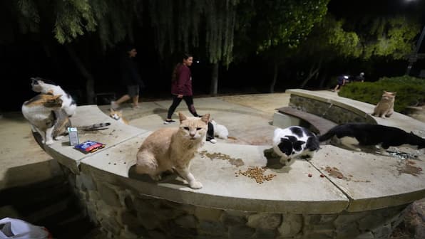 In Photos | Cyprus, the island where there's a cat for every one of its 1 million inhabitants
