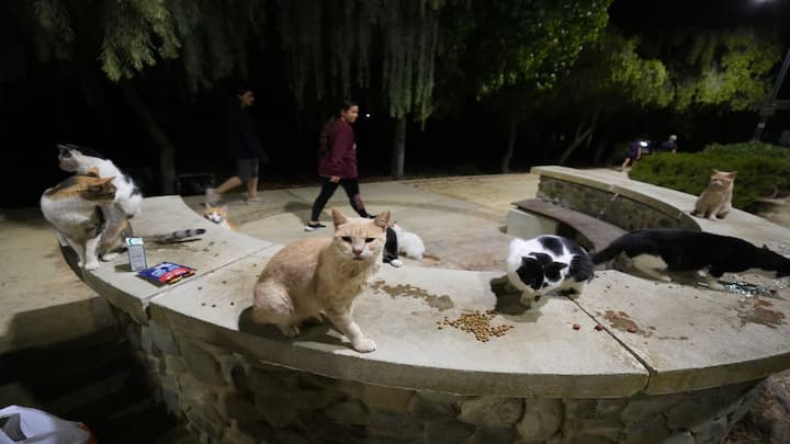 In Photos | Cyprus, the island where there's a cat for every one of its 1 million inhabitants In Photos | Cyprus, the island where there's a cat for every one of its 1 million inhabitants