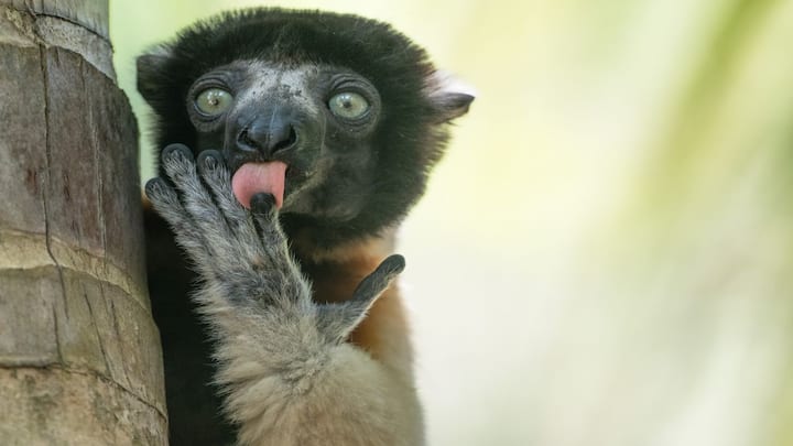 Have you seen a lemur licking its fingers? Here are the funniest animals you will encounter Firstpost Image