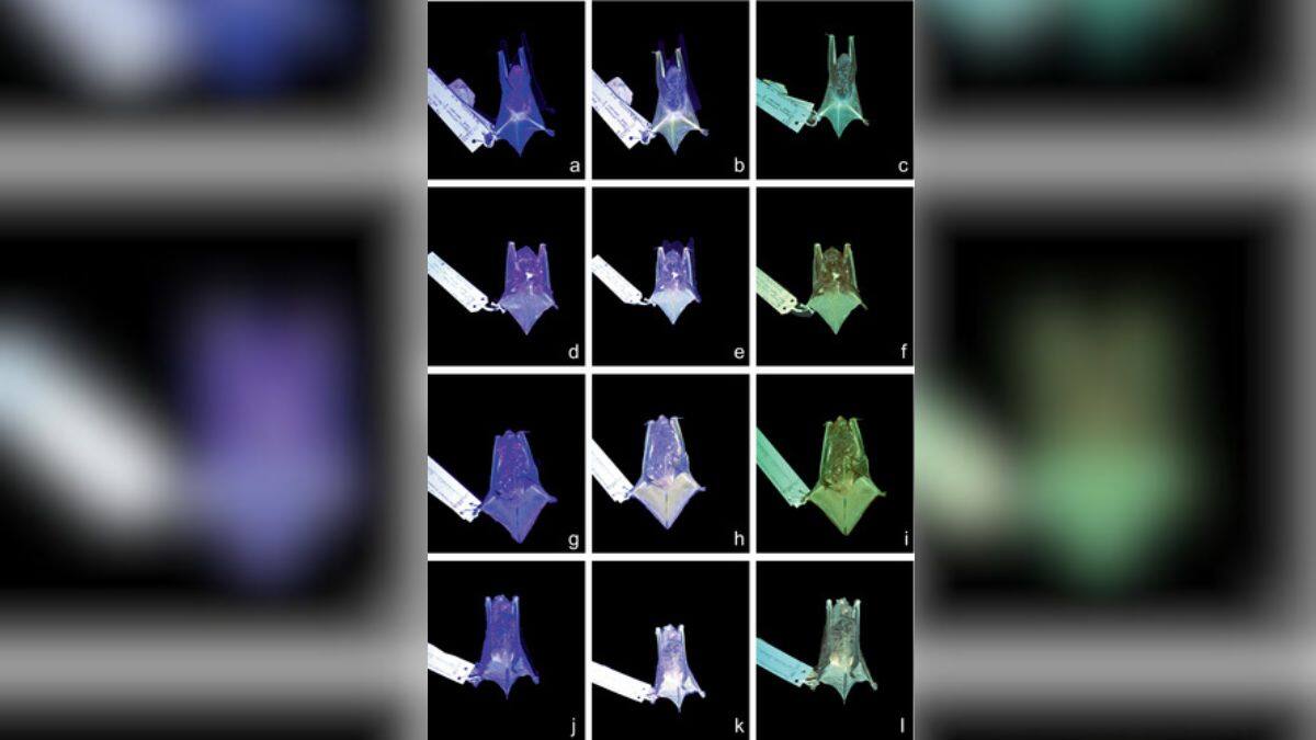 Specimens of Myotis austroriparius (a–c), Lasiurus seminolus (d–f), Lasiurus borealis (g–i), and Eptesicus fuscus (j–l). Specimens were illuminated under 410 nm light and photographed under UV light alone (column 1), under filtration using yellow-tinted UV-filtering lens (column 2), and under filtration using a 470 nm longpass filter (column 3). Image/Ecology and Evolution