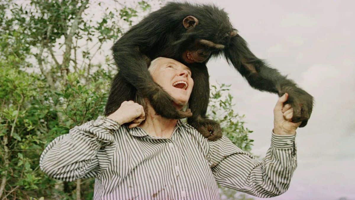 Jane Goodall dies at 91: How the British conservationist became the ‘chimpanzee whisperer’