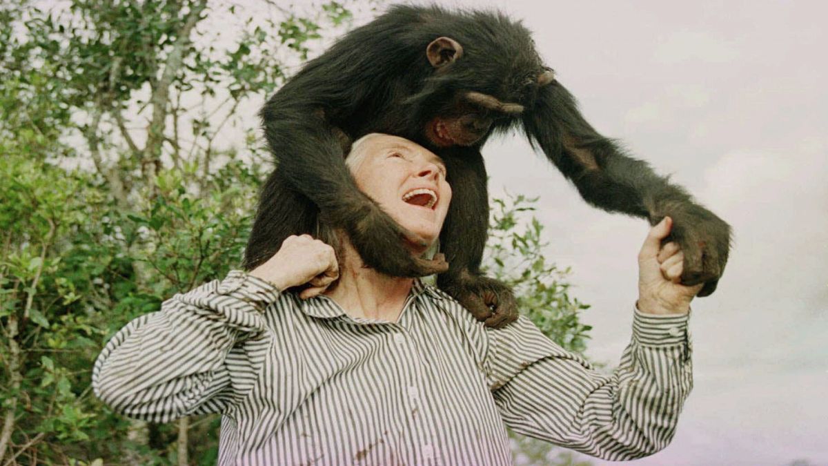 Jane Goodall plays with Bahati, a three-year-old female chimpanzee, at the Sweetwaters Chimpanzee Sanctuary near Nanyuki, north of Nairobi. Goodall has passed away at the age of 91. File image/AP Jane Goodall plays with Bahati, a three-year-old female chimpanzee, at the Sweetwaters Chimpanzee Sanctuary near Nanyuki, north of Nairobi. Goodall has passed away at the age of 91. File image/AP