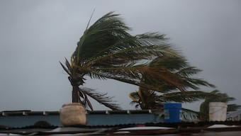 Palm trees are shaken by the wind, ahead of Hurricane Melissa at Hellshire Beach, in the coastal town of Hellshire, Jamaica. Reuters