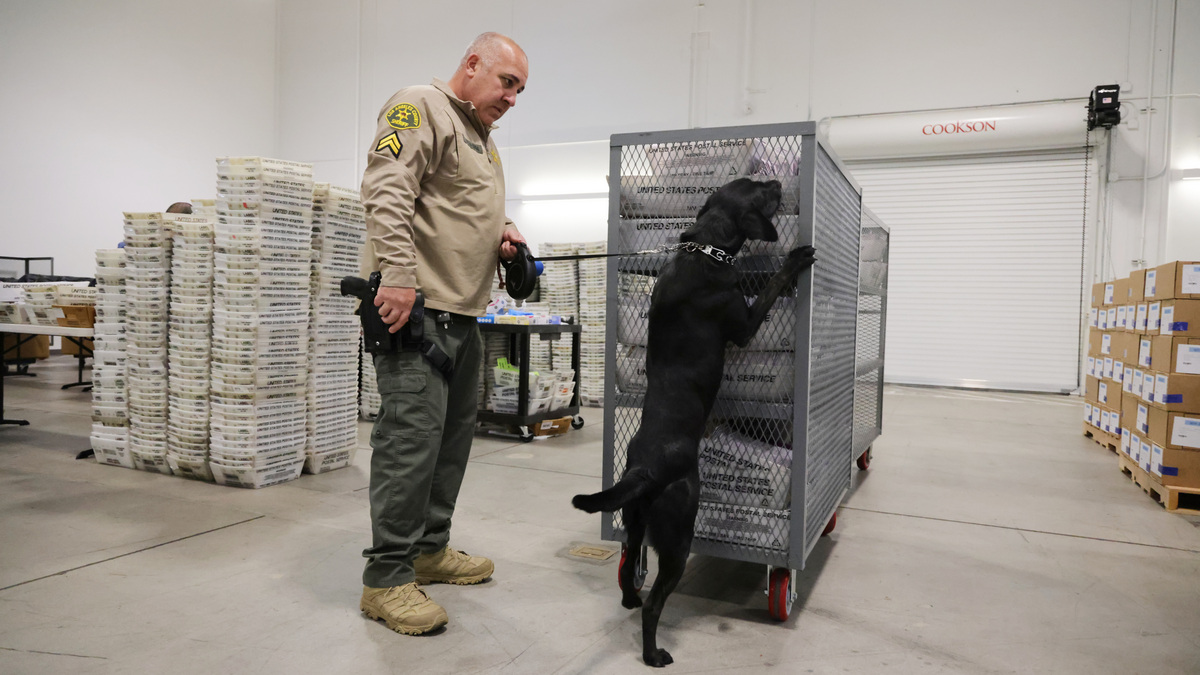 A sheriff's deputy inspects ballots with the aid of a dog at the L.A. County Ballot Processing Center in City of Industry, California. AP A sheriff's deputy inspects ballots with the aid of a dog at the L.A. County Ballot Processing Center in City of Industry, California. AP