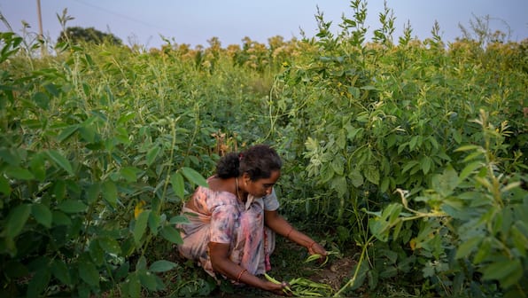‘India on path of becoming global hub of organic farming’: PM Modi bats for pro-climate cropping