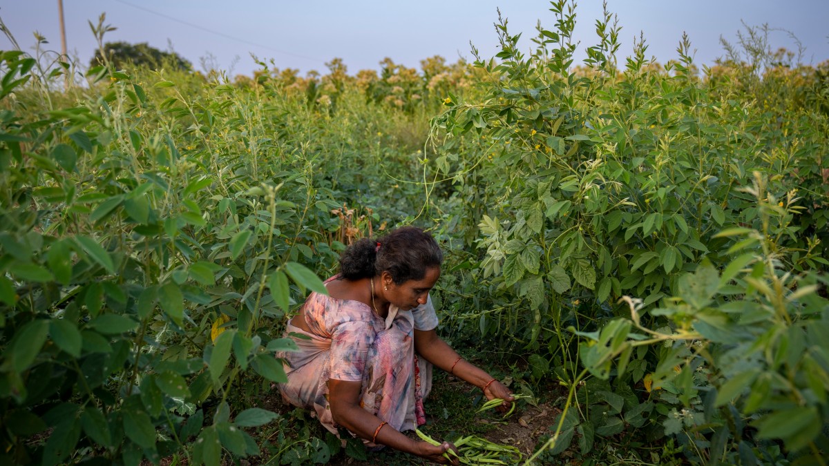 ‘India on path of becoming global hub of organic farming’: PM Modi bats for pro-climate cropping ‘India on path of becoming global hub of organic farming’: PM Modi bats for pro-climate cropping