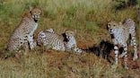 Watch: Botswana's symbolic handover of 8 cheetahs to President Droupadi Murmu
