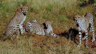 Botswana’s gift of eight cheetahs strengthens India’s conservation efforts under Project Cheetah.  
