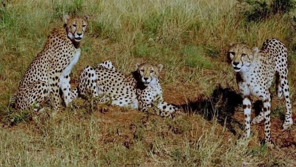 ’Will take good care of them’: Murmu after India, Botswana declare Cheetah translocation pact