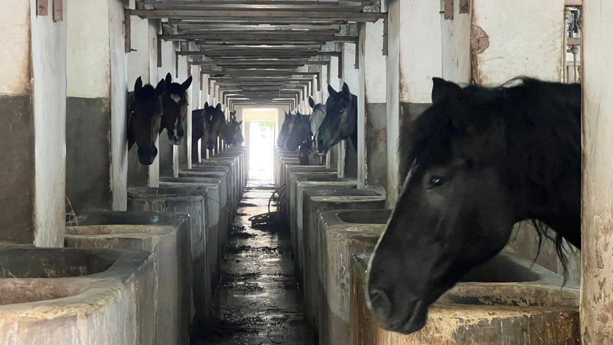 A few horses of the President's Bodyguard can be seen awaiting their afternoon meal at the PBG stables in Rashtrapati Bhavan, New Delhi on October 25, 2025. Firstpost/Anmol Singla