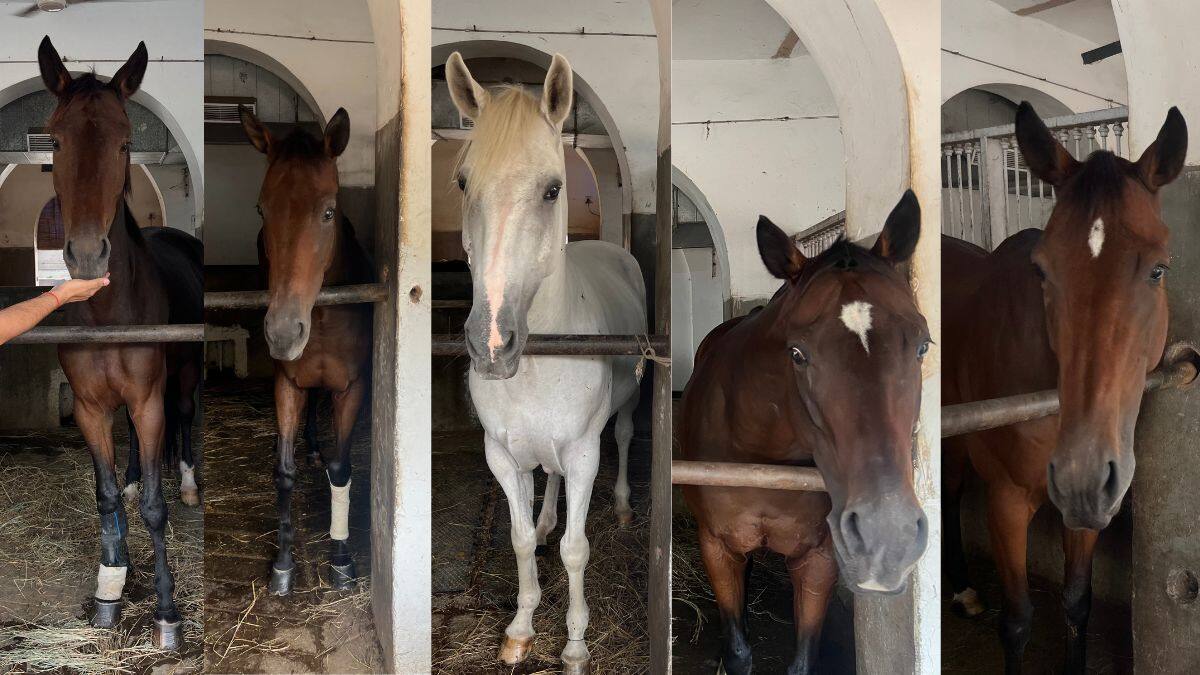 Horses of the President's Bodyguard, (L to R) Ayesha, Musky, Action, Teesta and Goldy pose for photos at the PBG stables in Rashtrapati Bhavan, New Delhi on October 25, 2025. Firstpost/Anmol Singla