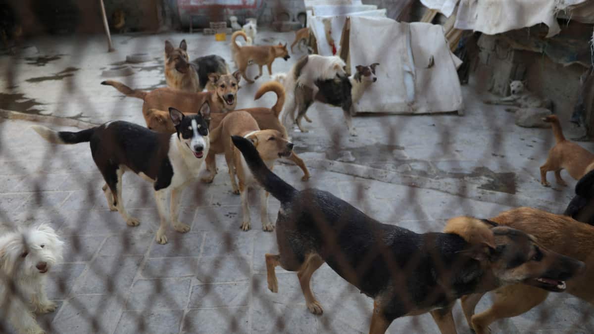Morocco accused of killing thousands of stray dogs in preparations for co-hosting 2030 FIFA World Cup