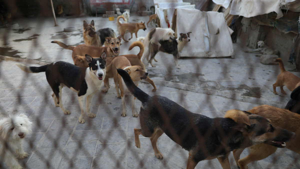 Morocco is home to an estimated three million stray dogs, and the country is reportedly planning to kill hundreds of thousands in the build-up to the 2030 FIFA World Cup. Reuters Morocco is home to an estimated three million stray dogs, and the country is reportedly planning to kill hundreds of thousands in the build-up to the 2030 FIFA World Cup. Reuters
