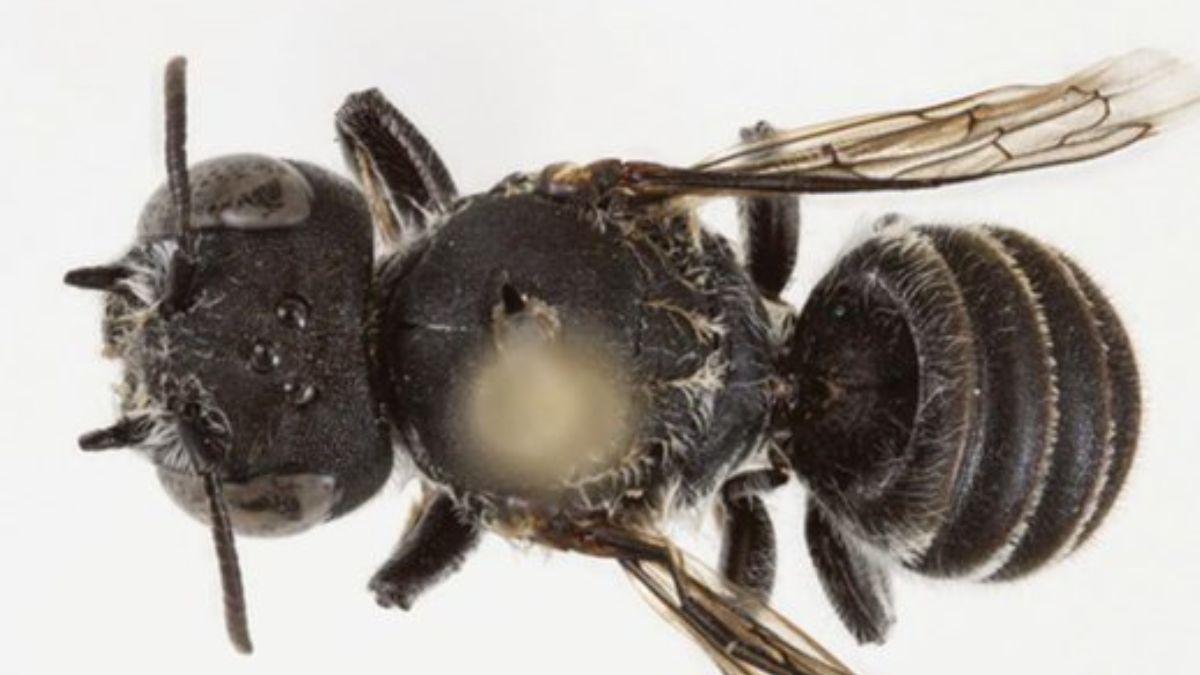 New 'Lucifer' bee with demonic horns found in Australia. Image Courtesy: @cinderburning/X New 'Lucifer' bee with demonic horns found in Australia. Image Courtesy: @cinderburning/X