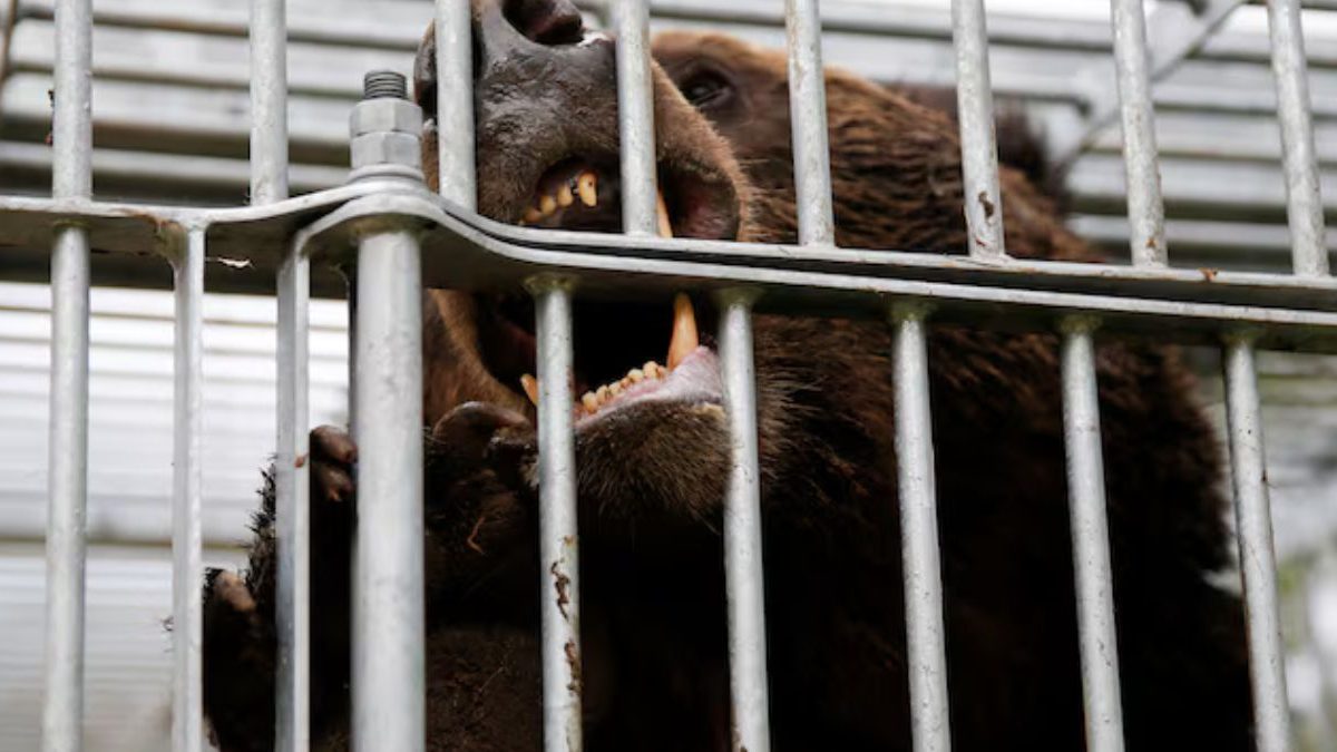 Japan launches operation to tackle deadly bear attacks Japan launches operation to tackle deadly bear attacks