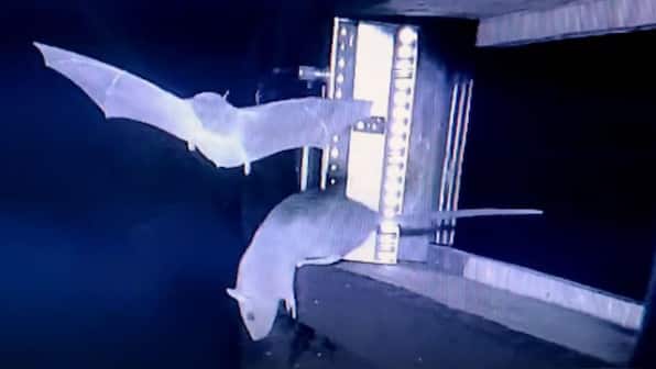 Why rat-hunting bats have sparked pandemic fears