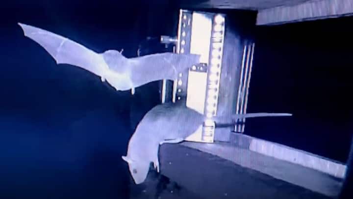 Why rat-hunting bats have sparked pandemic fears Why rat-hunting bats have sparked pandemic fears