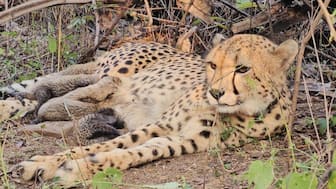 Mukhi has now become the first Indian-born cheetah in recent history to reproduce.
Image credit: Ministry of Environment, Forest and Climate Change, Government of India/ X.