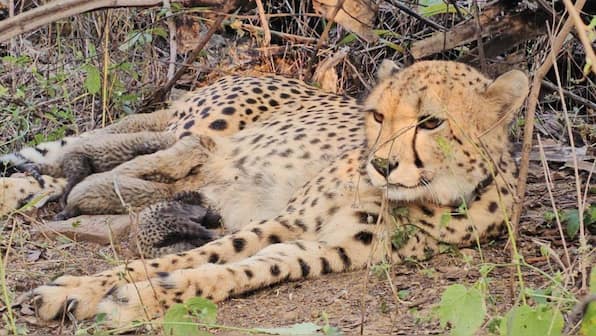 Watch | Project Cheetah scores big: India-born Mukhi gives birth to 5 healthy cubs