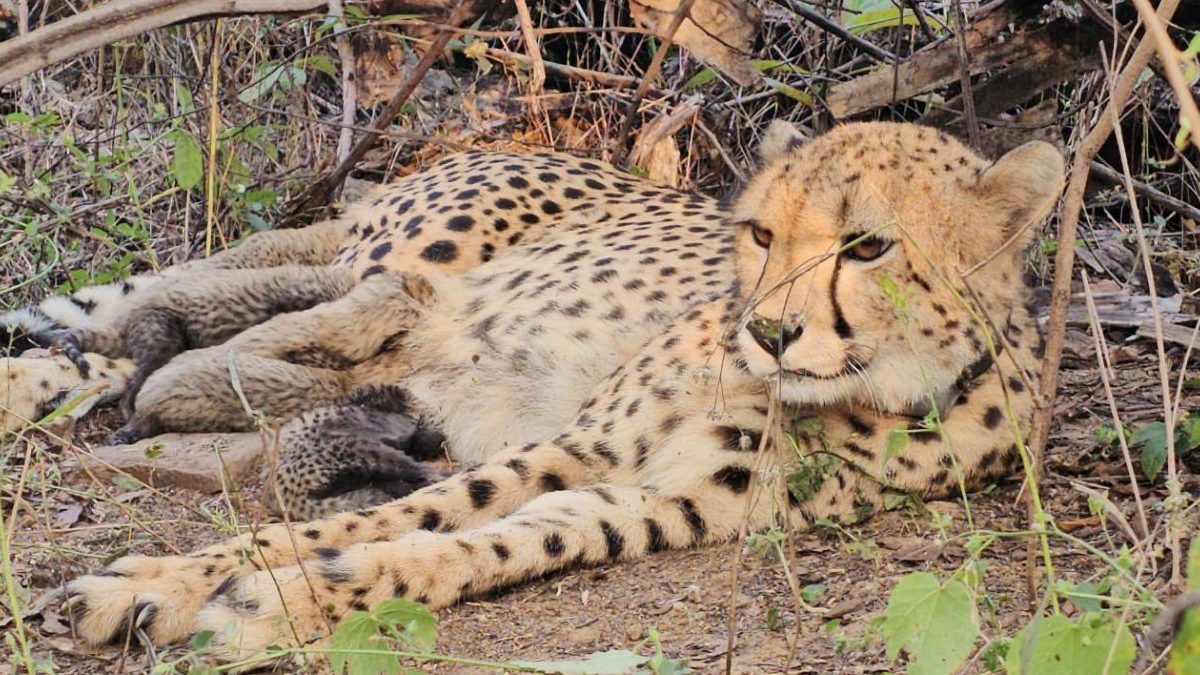 Mukhi has now become the first Indian-born cheetah in recent history to reproduce.
Image credit: Ministry of Environment, Forest and Climate Change, Government of India/ X. Mukhi has now become the first Indian-born cheetah in recent history to reproduce.
Image credit: Ministry of Environment, Forest and Climate Change, Government of India/ X.
